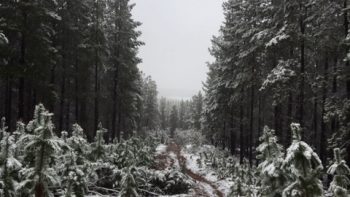 Permalink to: Kowen Winter Trails